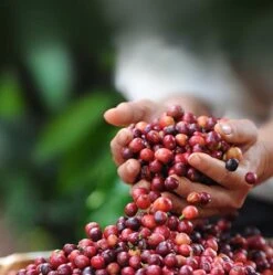 Nescafé Dolce Gusto Latte Macchiato Capsules - 90 Koffiecups -Beroemde Koffie Winkel 1190x1200