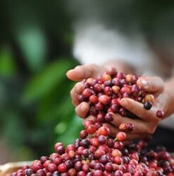 Nescafé Dolce Gusto Cortado Espresso Macchiato Capsules - 90 Koffiecups 15 Nescafé Dolce Gusto Cortado Espresso Macchiato Capsules - 90 Koffiecups -Beroemde Koffie Winkel 1192x1200