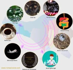 Kopi Luwak Koffie. 35 Gram Ongemalen Bonen. Direct Trade. Single Origin. The Original By Rich.Exclusive. 26 Kopi Luwak Koffie. 35 Gram Ongemalen Bonen. Direct Trade. Single Origin. The Original By Rich.Exclusive. -Beroemde Koffie Winkel 1200x1153 1