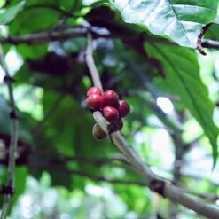 Kopi Luwak Koffie. 35 Gram Ongemalen Bonen. Direct Trade. Single Origin. The Original By Rich.Exclusive. 25 Kopi Luwak Koffie. 35 Gram Ongemalen Bonen. Direct Trade. Single Origin. The Original By Rich.Exclusive. -Beroemde Koffie Winkel 1200x1200 135