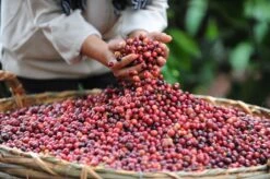 Starbucks Pike Place Medium Roast Koffiebonen - 4 Zakken à 450 Gram -Beroemde Koffie Winkel 1200x798 3