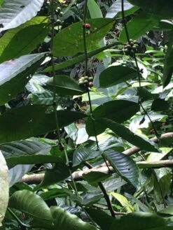 Kopi Luwak Koffie. 35 Gram Ongemalen Bonen. Direct Trade. Single Origin. The Original By Rich.Exclusive. 19 Kopi Luwak Koffie. 35 Gram Ongemalen Bonen. Direct Trade. Single Origin. The Original By Rich.Exclusive. -Beroemde Koffie Winkel 900x1200 1